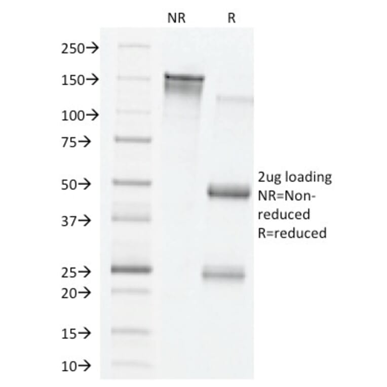 SDS-PAGE - Anti-VEGF Antibody [VG76e] (A250294) - Antibodies.com