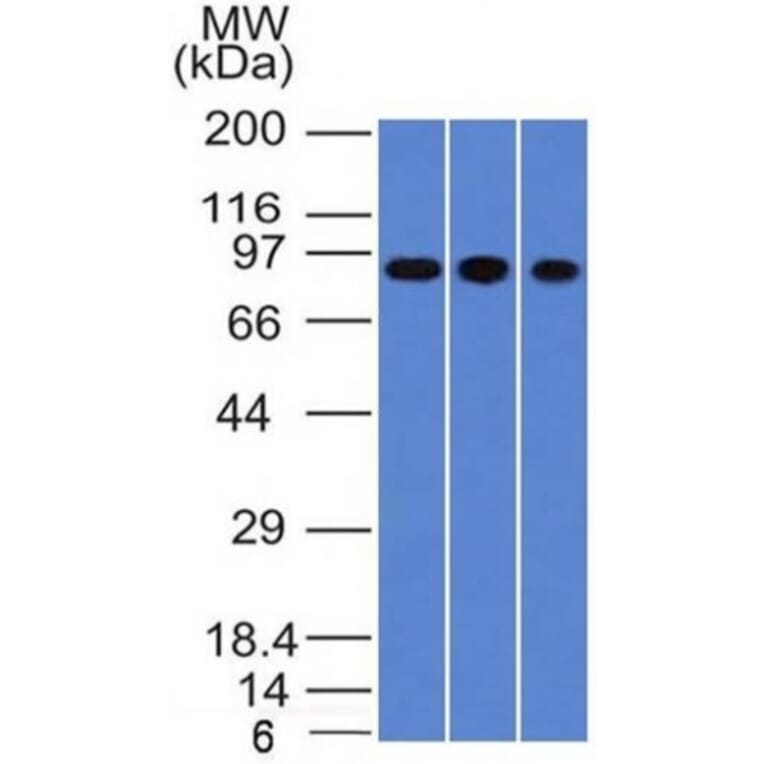 Western Blot - Anti-Villin Antibody [VIL1/1314] (A250296) - Antibodies.com