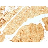 Immunohistochemistry - Anti-Villin Antibody [VIL1/1325] (A250296) - Antibodies.com