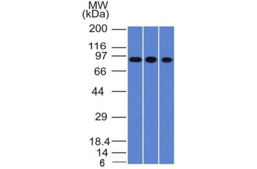 Western Blot - Anti-Villin Antibody [VIL1/1325] (A250297) - Antibodies.com