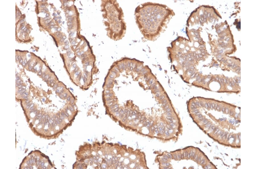 Immunohistochemistry - Anti-Villin Antibody [VIL1/1314 + VIL1/2376] (A250298) - Antibodies.com