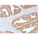 Immunohistochemistry - Anti-Ezrin Antibody [CPTC-Ezrin-1] (A250303) - Antibodies.com