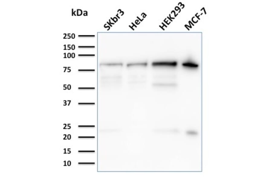 Western Blot - Anti-Ezrin Antibody [CPTC-Ezrin-1] (A250303) - Antibodies.com