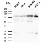 Western Blot - Anti-Ezrin Antibody [CPTC-Ezrin-1] (A250303) - Antibodies.com