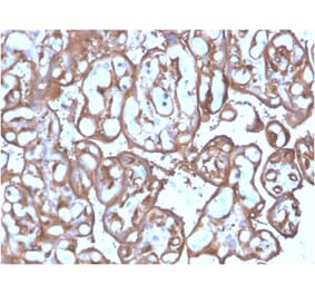 Immunohistochemistry - Anti-Ezrin Antibody [SPM244] (A250303) - Antibodies.com