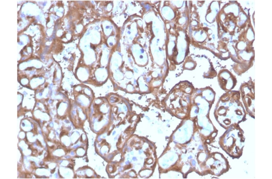 Immunohistochemistry - Anti-Ezrin Antibody [SPM244] (A250303) - Antibodies.com