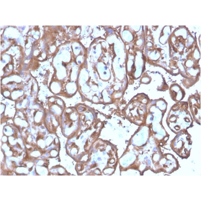 Immunohistochemistry - Anti-Ezrin Antibody [SPM244] (A250303) - Antibodies.com
