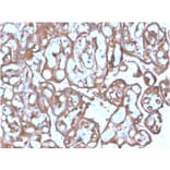 Immunohistochemistry - Anti-Ezrin Antibody [SPM244] (A250303) - Antibodies.com