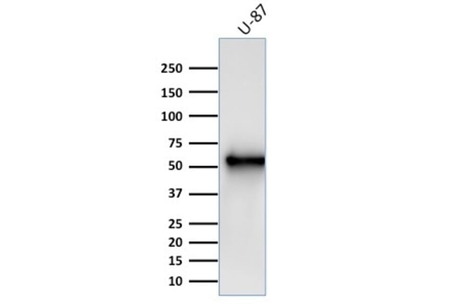 Western Blot - Anti-Vimentin Antibody [V9] (A250310) - Antibodies.com