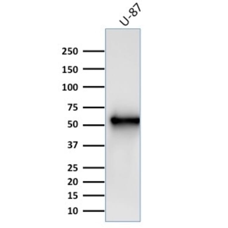 Western Blot - Anti-Vimentin Antibody [V9] (A250310) - Antibodies.com