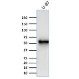 Western Blot - Anti-Vimentin Antibody [V9] (A250310) - Antibodies.com