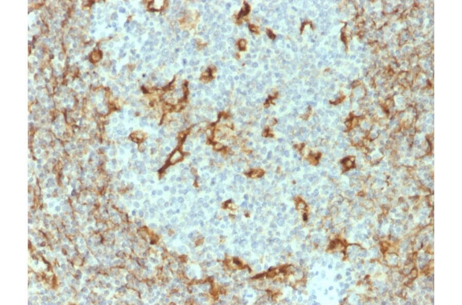 Immunohistochemistry - Anti-Vimentin Antibody [V9] (A250309) - Antibodies.com