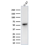 Western Blot - Anti-Vimentin Antibody [VIM/1937R] (A250314) - Antibodies.com