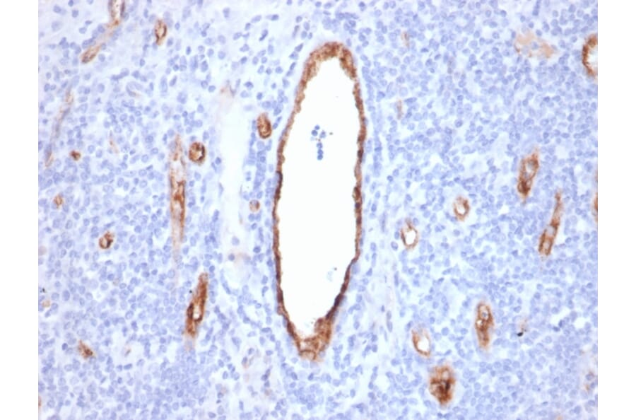 Immunohistochemistry - Anti-Von Willebrand Factor Antibody [VWF/2480] (A250317) - Antibodies.com
