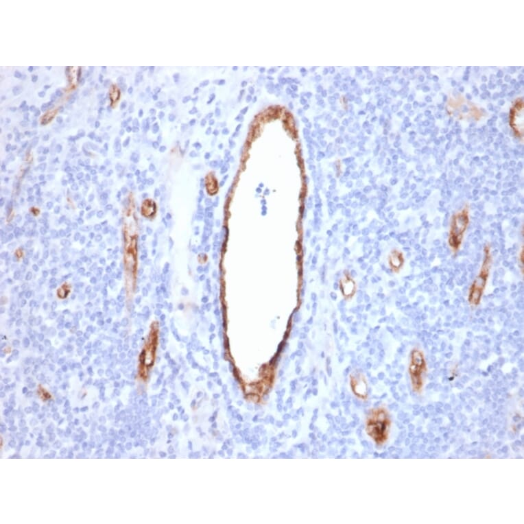 Immunohistochemistry - Anti-Von Willebrand Factor Antibody [VWF/2480] (A250317) - Antibodies.com