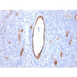Immunohistochemistry - Anti-Von Willebrand Factor Antibody [VWF/2480] (A250317) - Antibodies.com