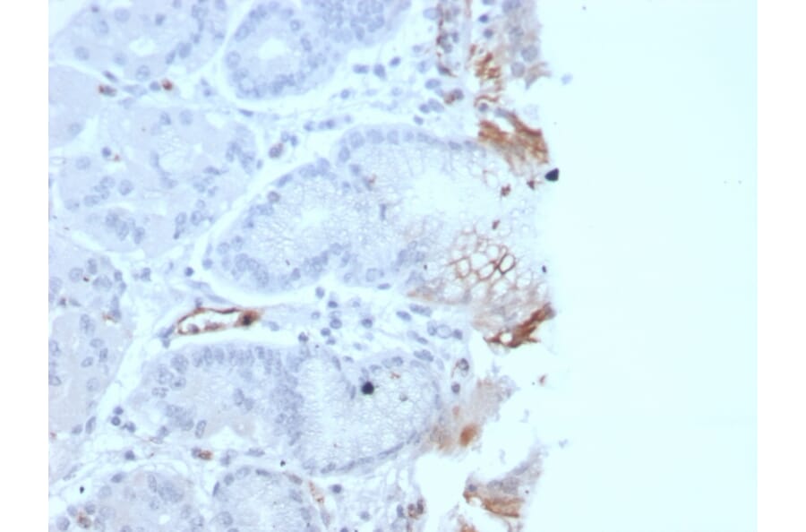 Immunohistochemistry - Anti-Von Willebrand Factor Antibody [rVWF/2480] (A250318) - Antibodies.com