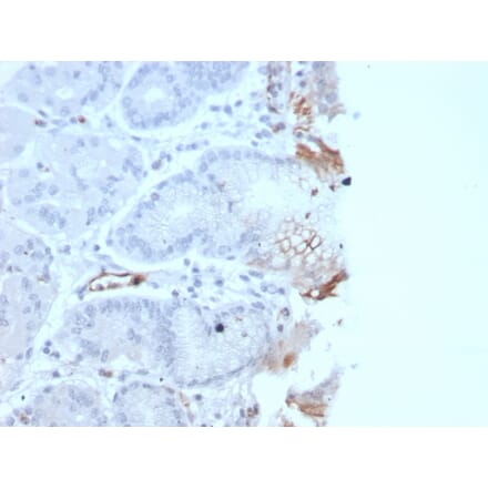 Immunohistochemistry - Anti-Von Willebrand Factor Antibody [rVWF/2480] (A250318) - Antibodies.com