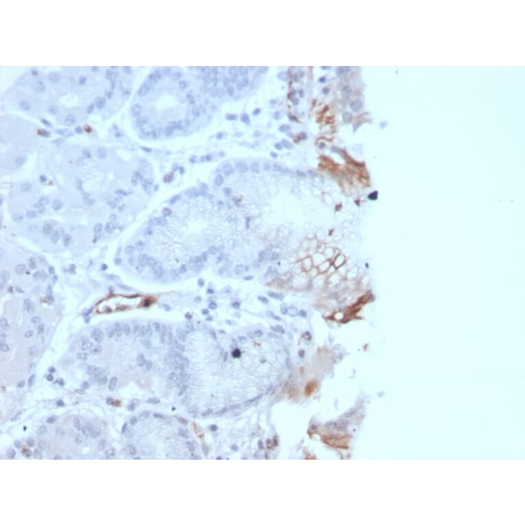 Immunohistochemistry - Anti-Von Willebrand Factor Antibody [rVWF/2480] (A250318) - Antibodies.com
