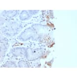 Immunohistochemistry - Anti-Von Willebrand Factor Antibody [rVWF/2480] (A250318) - Antibodies.com
