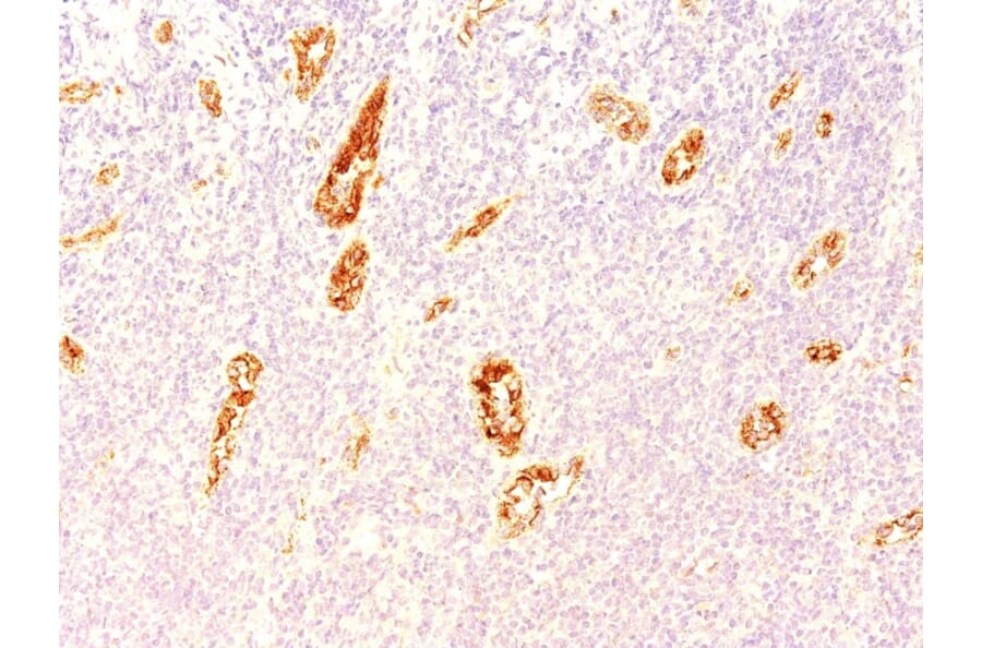 Anti-Von Willebrand Factor Antibody [3E2D10] (A250320) - IHC