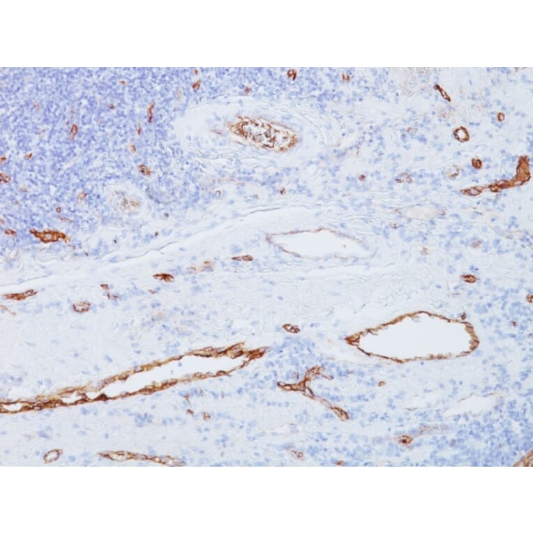Immunohistochemistry - Anti-Von Willebrand Factor Antibody [3E2D10] (A250320) - Antibodies.com