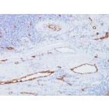 Immunohistochemistry - Anti-Von Willebrand Factor Antibody [3E2D10] (A250320) - Antibodies.com