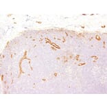 Immunohistochemistry - Anti-Von Willebrand Factor Antibody [VWF635] (A250321) - Antibodies.com