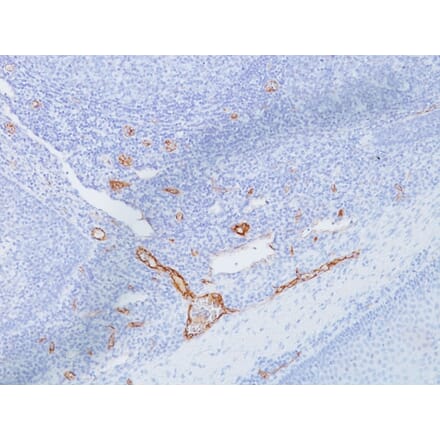 Immunohistochemistry - Anti-Von Willebrand Factor Antibody [IIIE2.34] (A250323) - Antibodies.com