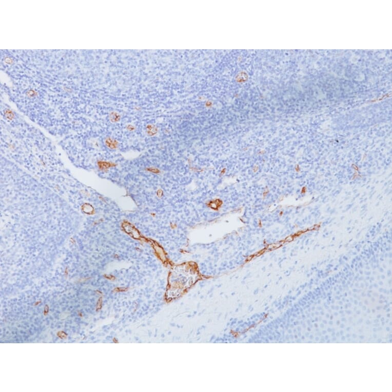 Immunohistochemistry - Anti-Von Willebrand Factor Antibody [IIIE2.34] (A250323) - Antibodies.com