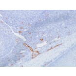 Immunohistochemistry - Anti-Von Willebrand Factor Antibody [IIIE2.34] (A250323) - Antibodies.com