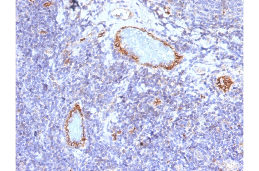 Immunohistochemistry - Anti-Von Willebrand Factor Antibody [VWF/1465] (A250325) - Antibodies.com