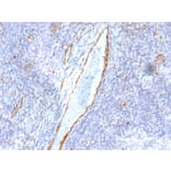 Immunohistochemistry - Anti-Von Willebrand Factor Antibody [F8/86] (A250325) - Antibodies.com