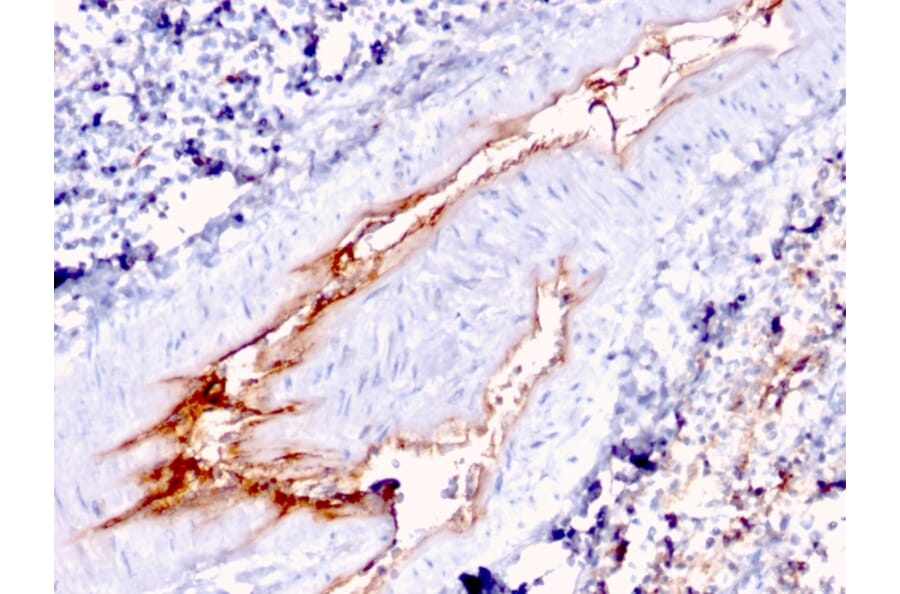 Immunohistochemistry - Anti-Von Willebrand Factor Antibody [VWF/1767] (A250327) - Antibodies.com