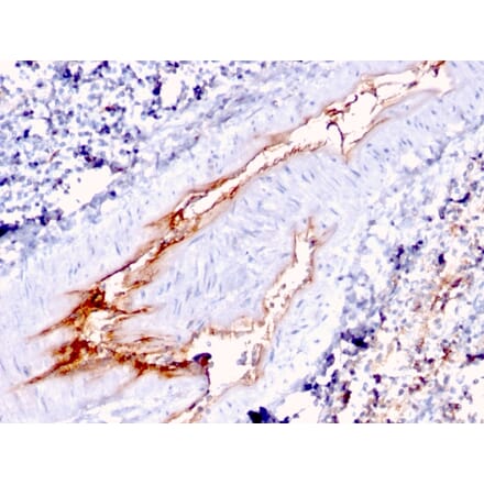 Immunohistochemistry - Anti-Von Willebrand Factor Antibody [VWF/1767] (A250327) - Antibodies.com