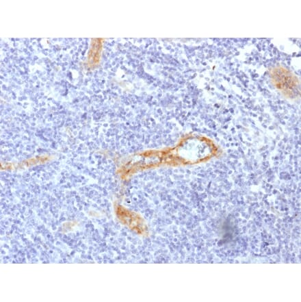Immunohistochemistry - Anti-Von Willebrand Factor Antibody [rVWF/1465] (A250327) - Antibodies.com