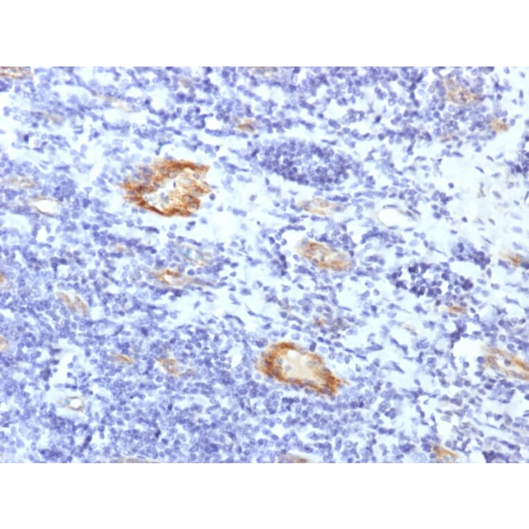 Immunohistochemistry - Anti-Von Willebrand Factor Antibody [VWF/1859R] (A250328) - Antibodies.com