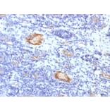 Immunohistochemistry - Anti-Von Willebrand Factor Antibody [VWF/1859R] (A250328) - Antibodies.com