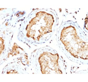 Immunohistochemistry - Anti-14-3-3E Antibody [CPTC-YWHAE-1] (A250339) - Antibodies.com