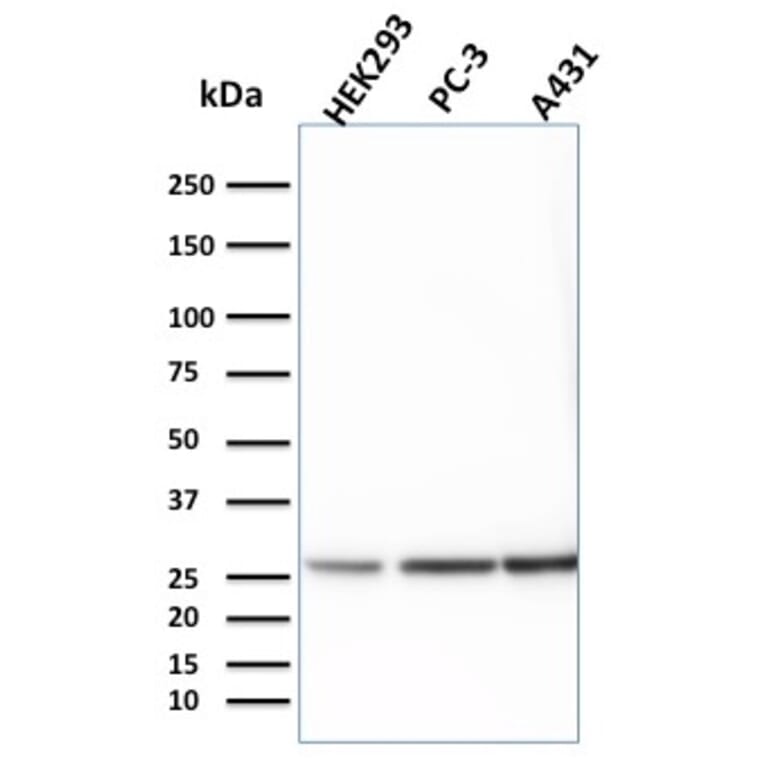 Western Blot - Anti-14-3-3E Antibody [CPTC-YWHAE-1] (A250339) - Antibodies.com