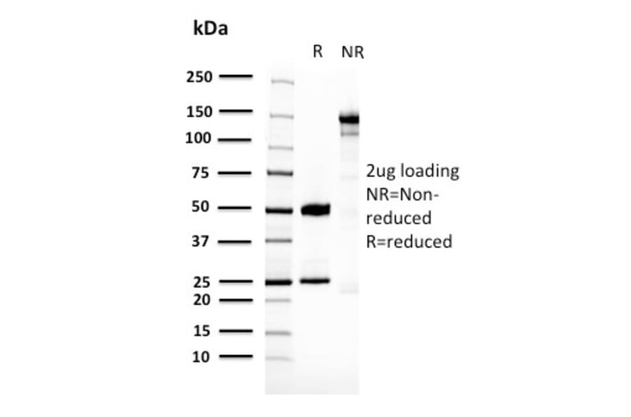 SDS-PAGE - Anti-14-3-3E Antibody [CPTC-YWHAE-1] (A250339) - Antibodies.com