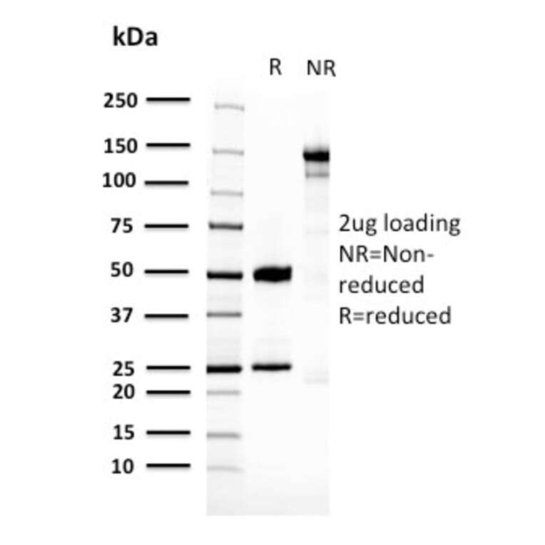 SDS-PAGE - Anti-14-3-3E Antibody [CPTC-YWHAE-1] (A250339) - Antibodies.com