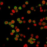 Immunofluorescence - Anti-ZAP70 Antibody [2F3.2] (A250340) - Antibodies.com