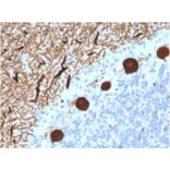 Immunohistochemistry - Anti-Carbonic Anhydrase VIII Antibody [CPTC-CA8-2] (A250350) - Antibodies.com