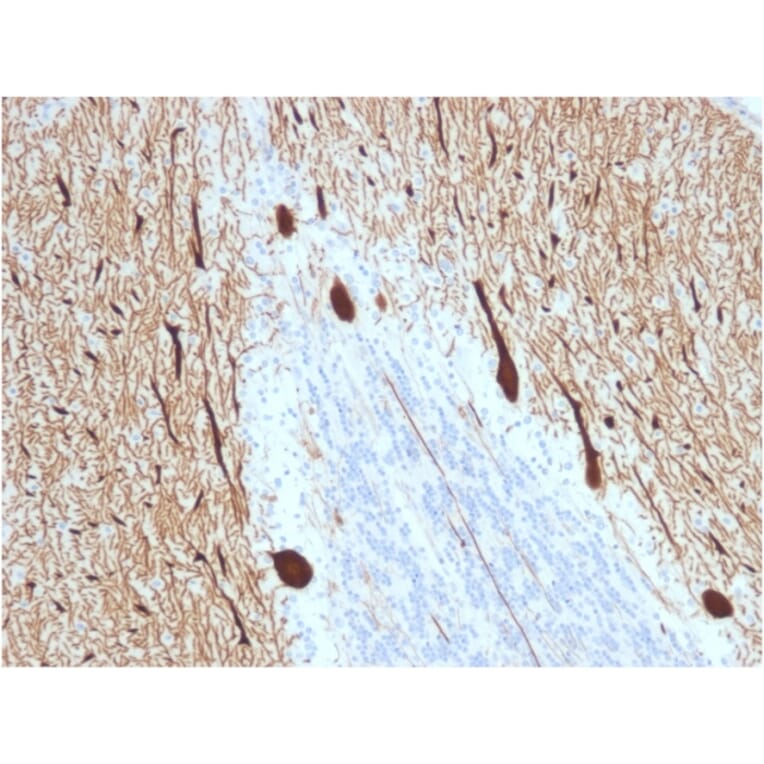 Immunohistochemistry - Anti-Carbonic Anhydrase VIII Antibody [CPTC-CA8-2] (A250350) - Antibodies.com