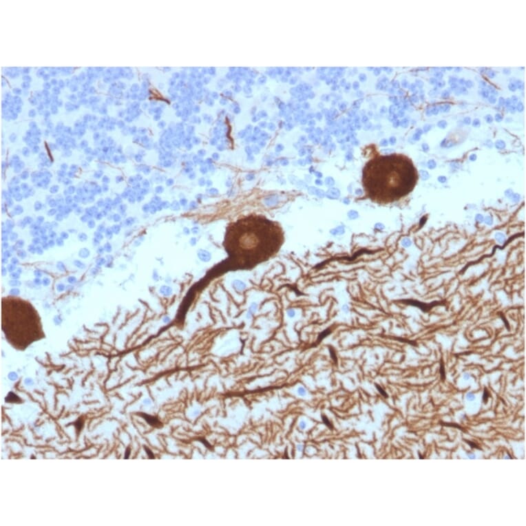 Immunohistochemistry - Anti-Carbonic Anhydrase VIII Antibody [CPTC-CA8-2] (A250349) - Antibodies.com
