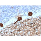 Immunohistochemistry - Anti-Carbonic Anhydrase VIII Antibody [CPTC-CA8-2] (A250349) - Antibodies.com