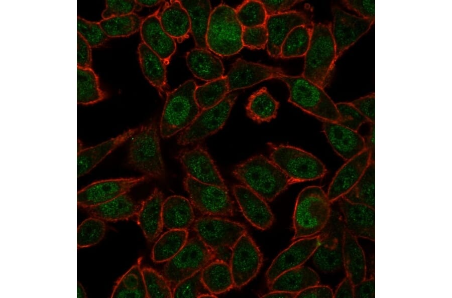 Immunofluorescence - Anti-NOC4L Antibody [PCRP-NOC4L-1E3] (A250368) - Antibodies.com
