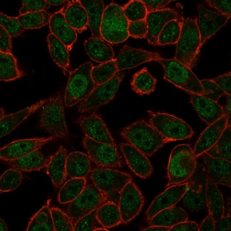 Immunofluorescence - Anti-NOC4L Antibody [PCRP-NOC4L-1E3] (A250368) - Antibodies.com