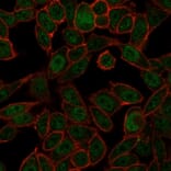 Immunofluorescence - Anti-NOC4L Antibody [PCRP-NOC4L-1E3] (A250368) - Antibodies.com